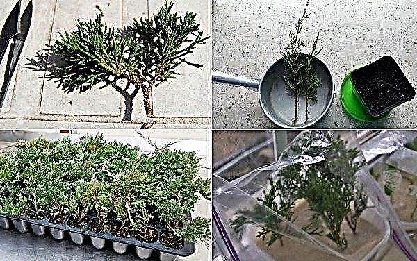 Juniper ordinary Arnold (Arnold): description with photos, planting and care, use in landscape design