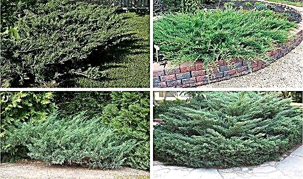 Ялівець козацький Блю Данубіа (Juniperus sabina Blue Danube): опис, посадка і догляд, фото