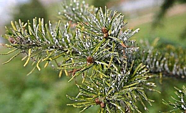 Fir: what a tree looks like, needles and cones, a photo in landscape design