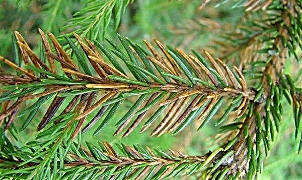 Vuren Formanek (gewone Picea abies Formanek): op stam, in landschapsontwerp, foto en beschrijving