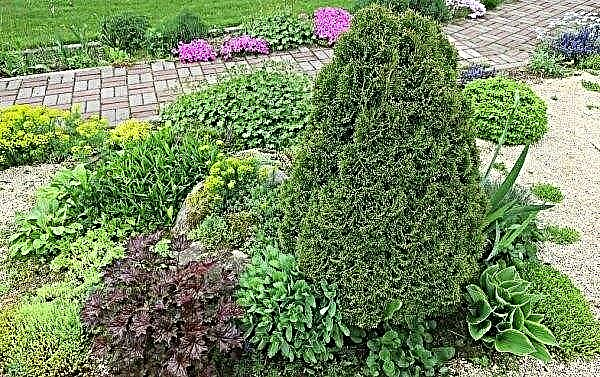Thuja occidentalis Miky: use in landscape design, description with photo, landing and care