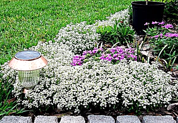 Alyssum Snow carpet: when to plant, growing from seeds, planting and care in the open ground, photo on the flowerbed