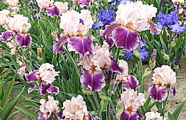 Les meilleures variétés d'iris barbus: Edith Wolford, Poème de l'extase, Première mondiale, blanc, jaune et bleu, photo avec noms