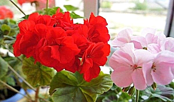 Blood-red geranium: planting and care, varieties, photo