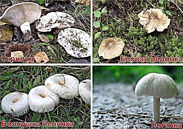 Poitrine noire: photo et description de l'apparence du champignon, comestible ou non, comment distinguer