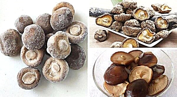 Shiitake-svampe: fordele og skader, medicinske egenskaber, kontraindikationer, anmeldelser, kalorier pr. 100 gram
