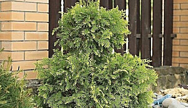 Cones appeared on the arborvitae: what is it and whether to remove them, for good or bad, how to get rid of cones