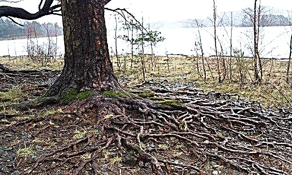 Rotsystemet til sibirsk cedertræ: hvordan rødderne i en cedertræ vokser, hvordan de ser ud, og hvilke størrelser de når