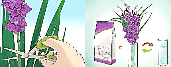 When gladioluses bloom after planting, how long they bloom and how many times per season, how to prolong or delay flowering