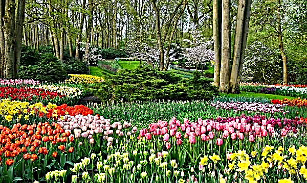 Tulips Triumph: Top 10 Sorten und Sorten, die Verwendung einer Blume in der Landschaftsgestaltung und Pflege für sie