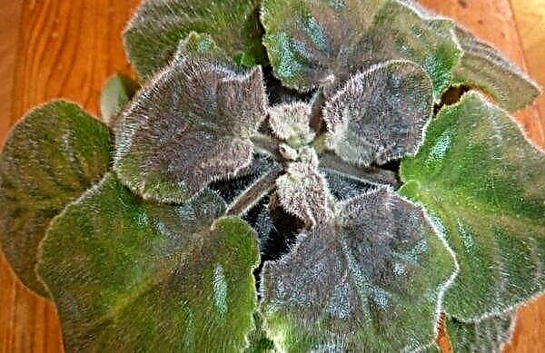 Violets Frosty ķirsis: foto un šķirnes apraksts, audzēšana un kopšana mājās