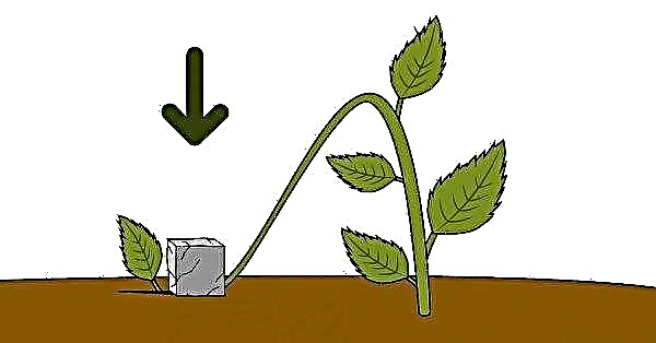 Como cortar hortênsias em panículas: no verão, outono e primavera, quando e como se propagar corretamente com estacas verdes, como enraizar uma flor