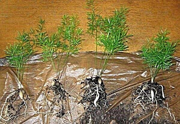 Reproduksi asparagus di rumah: cara terbaik untuk menanam dengan benar, foto