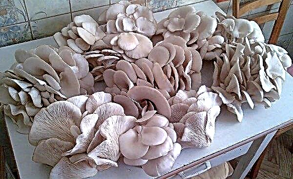 Growing oyster mushrooms on stumps at home or in the country, how to plant mycelium