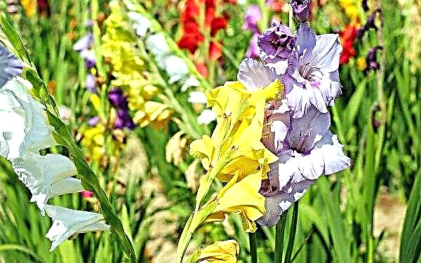 When can I transplant gladioli: how to do it, which will affect the flowering time of the plant