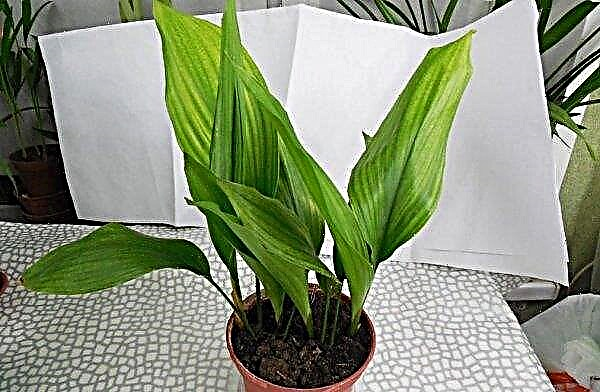 Aspidistra high: description of the plant, planting, cultivation and care at home, especially reproduction, photos
