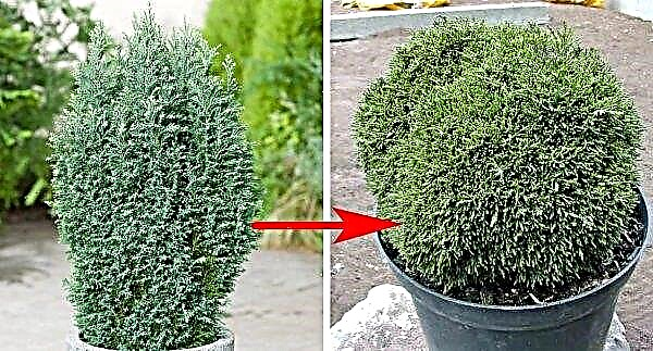 Cypress: cuidado e como crescer em casa, podando um cipreste de rua, como plantar a partir de um cone, foto