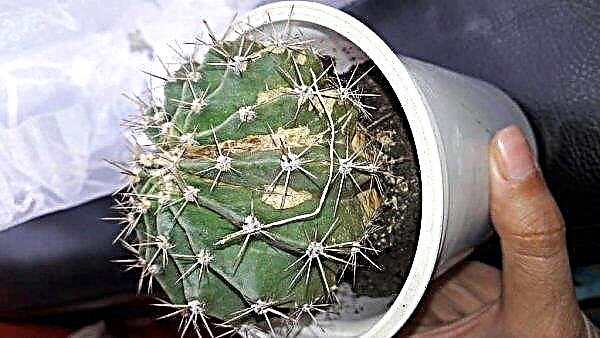 Echinopsis: espèce, soins à domicile, photo, floraison, transplantation