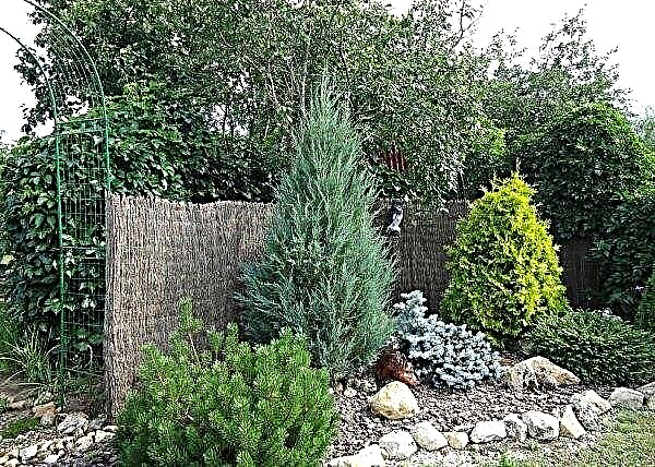Juniper Skyrocket: application in landscaping, planting and care, height and diameter of the crown, growth rate, photo