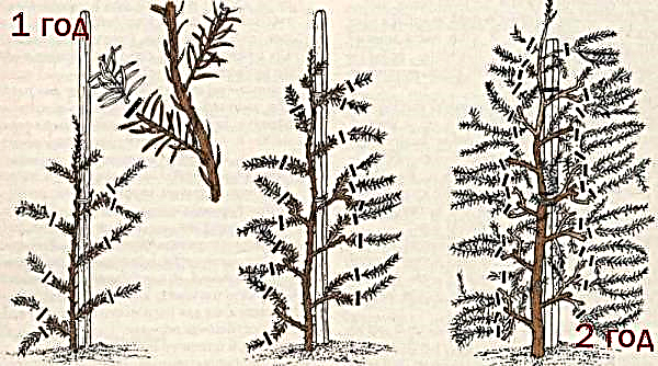 Taille du pin: comment former un pin ordinaire dans le jardin pour qu'il ne pousse pas, pour la splendeur
