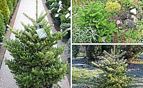 Korean fir Molly: description with photos, planting, care and fertilizers, use in landscape design