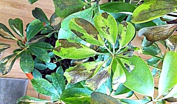 ¿Por qué los shefflers se ennegrecen y caen las hojas: qué hacer?