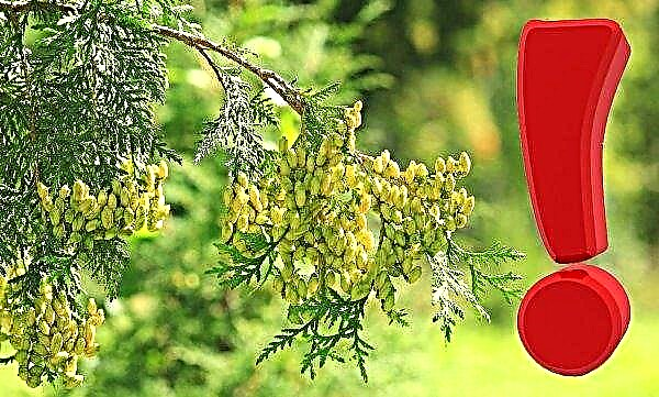 Thuja cones: medicinal properties and use in folk medicine, are the kidneys and fruits useful?