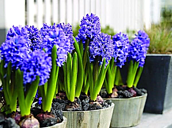 Hyacinth: a miracle among flowers