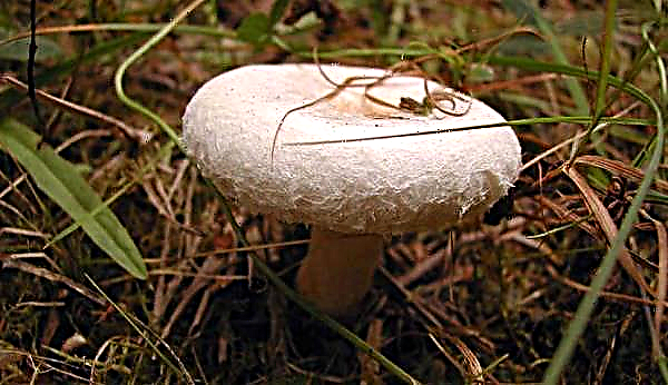 Mushroom whitefish: photo and description, edible or not, use in cooking and medicine