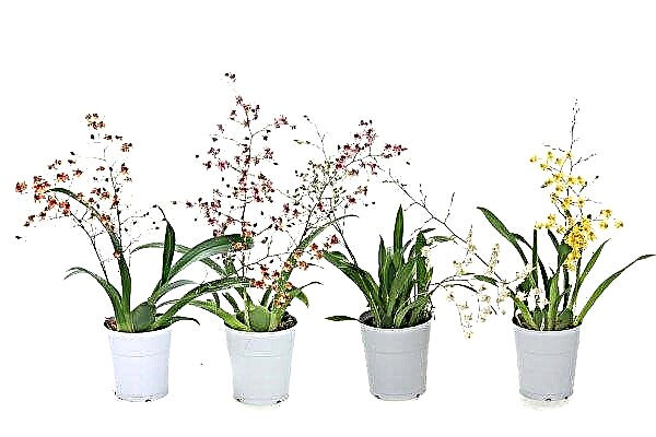 Orchidée oncidium: soins et entretien à domicile, photo, greffe
