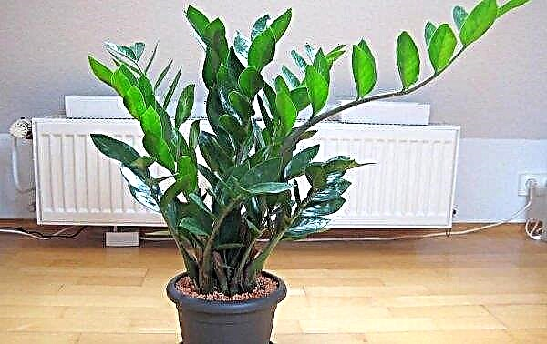 Zamioculcas - diseases and pests, treatment in the photo, prevention