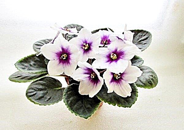 Violet "Optimara": hình ảnh và mô tả, giống, trồng trọt và chăm sóc tại nhà
