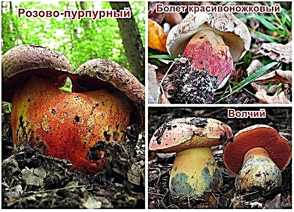 Boletus edulis ja porcini seen: kas sama või mitte, mis vahe on porcini seenel ja boletusel