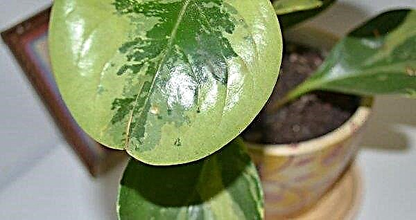 Magnoliacellular peperomia: home care, photos, reproduction, signs and superstitions