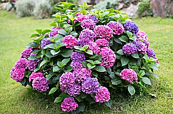 When to transplant hydrangea to another place: in spring or autumn, how to transplant correctly to a new place, is it possible to transplant a blooming
