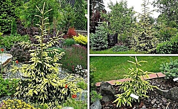 Spruce eastern Aureospicata: description with photos and reviews, use in landscape design, winter hardiness of a tree
