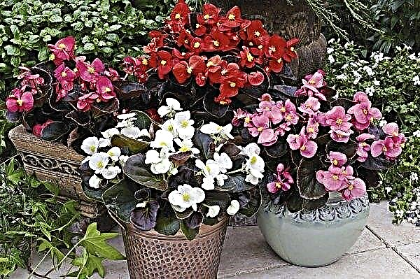 Evergreen begonia: planting and care at home, cultivation, breeding methods, varieties of indoor plants and their description with photos, videos