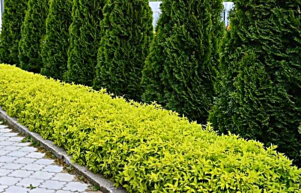 Flowerbed with thuja: a combination with flowers, junipers and hosts, how to design, proper layout and planting, scheme, photo