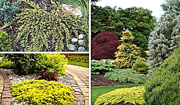Јунипер хоризонтални златни тепих (Златни тепих): опис и фотографија, употреба у пејзажном дизајну, садња и нега