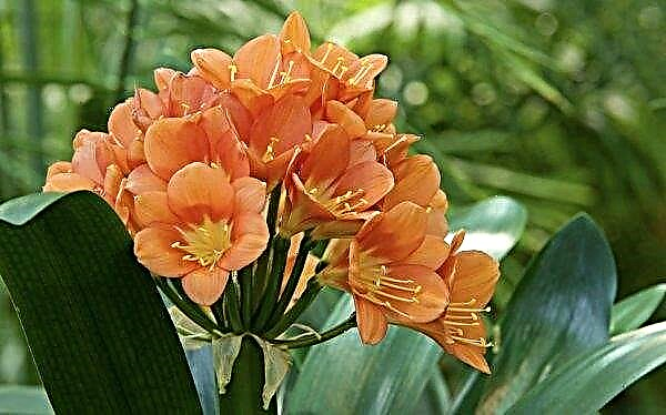 Why clivia does not bloom at home: what to do, how to stimulate its growth