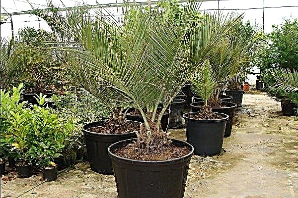 Welche Art von Palmen kann im Garten und zu Hause angebaut werden?