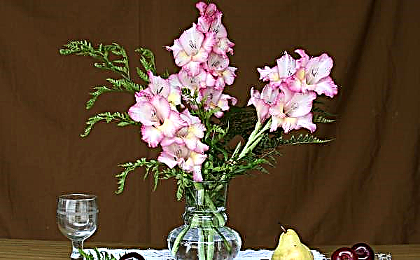 Gladiolen: planten en verzorgen in de volle grond in de buitenwijken in de lente, herfst, wanneer ze bloeien