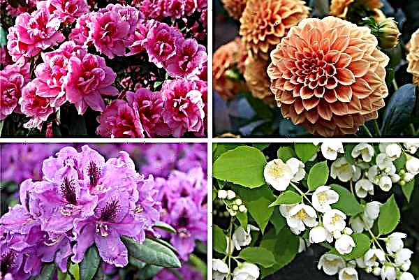 Panicle hydrangea Pink Quinn (Pink Quinn): photo and description of the variety