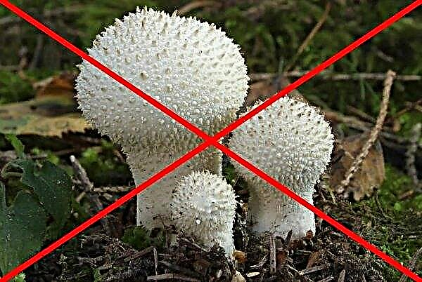 Mushroom raincoat prickly or pearl: photo and description