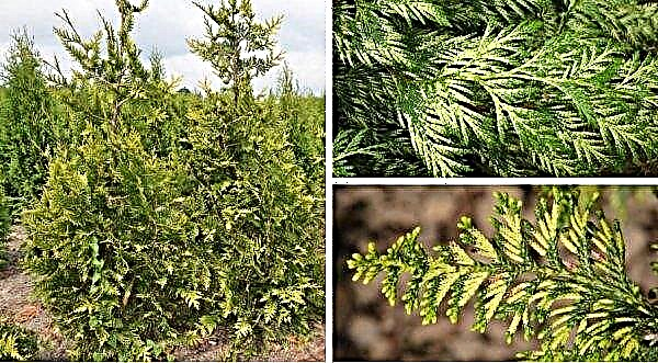 Thuja gấp Zebrina Extra Gold (Thuja plicata Zebrina Extra Gold): mô tả đa dạng với hình ảnh, đặc điểm, trồng và chăm sóc, độ cứng mùa đông