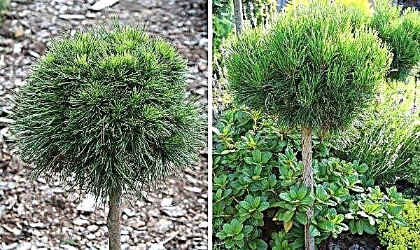 Mountain pine Varella (Pinus mugo Varella): the use of a tree in landscape design, description and photo, planting and care on the trunk
