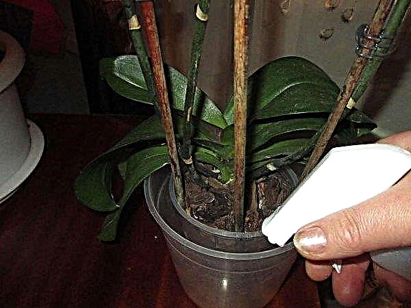 Wie man eine Orchidee nach einer Transplantation zu Hause gießt: wie oft und wie oft die Grundregeln für das Gießen