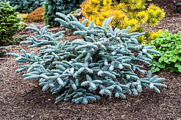 Tall Fir Glauka (Abies Procera Glauca): tree description, planting, subsequent care, photo