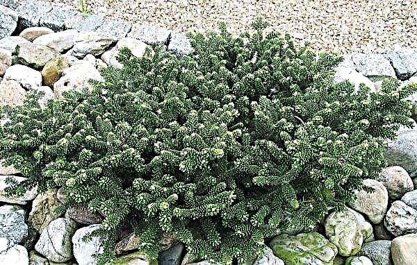 Korean fir Oberon (Abies koreana Oberon): description and photo, planting and care of a tree, use in landscape design