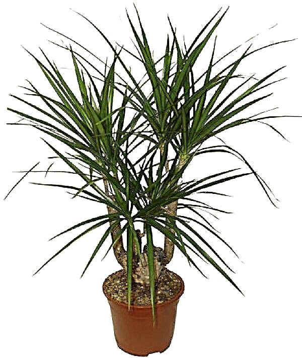 Reproduction of dracaena at home: the main methods, transplantation, further care, photos, video